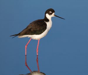 Preview wallpaper black-necked stilt, bird, reflection