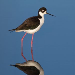 Preview wallpaper black-necked stilt, bird, reflection