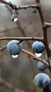 Preview wallpaper blackthorn, berries, branches, drops