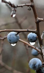 Preview wallpaper blackthorn, berries, branches, drops