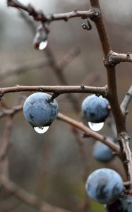 Preview wallpaper blackthorn, berries, branches, drops