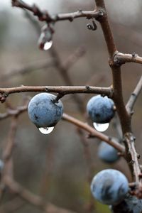 Preview wallpaper blackthorn, berries, branches, drops