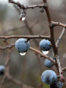 Preview wallpaper blackthorn, berries, branches, drops