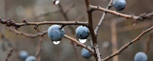 Preview wallpaper blackthorn, berries, branches, drops