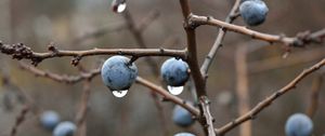 Preview wallpaper blackthorn, berries, branches, drops