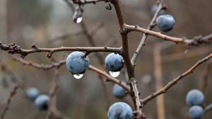 Preview wallpaper blackthorn, berries, branches, drops