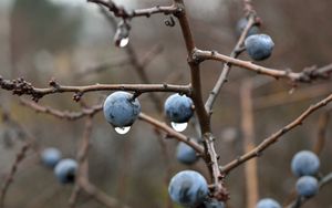 Preview wallpaper blackthorn, berries, branches, drops