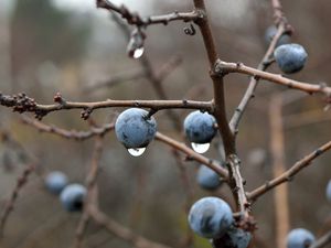 Preview wallpaper blackthorn, berries, branches, drops