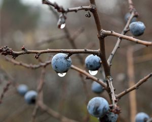 Preview wallpaper blackthorn, berries, branches, drops