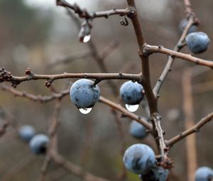 Preview wallpaper blackthorn, berries, branches, drops