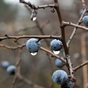 Preview wallpaper blackthorn, berries, branches, drops