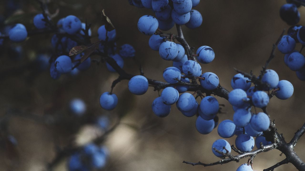 Wallpaper blackthorn, berries, branches, macro