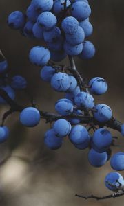 Preview wallpaper blackthorn, berries, branches, macro