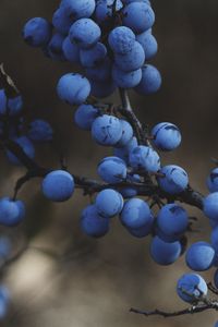 Preview wallpaper blackthorn, berries, branches, macro