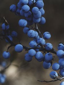 Preview wallpaper blackthorn, berries, branches, macro