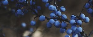 Preview wallpaper blackthorn, berries, branches, macro