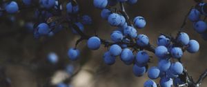 Preview wallpaper blackthorn, berries, branches, macro