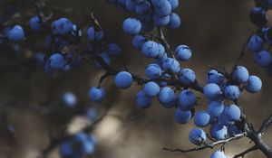 Preview wallpaper blackthorn, berries, branches, macro