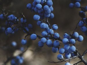 Preview wallpaper blackthorn, berries, branches, macro