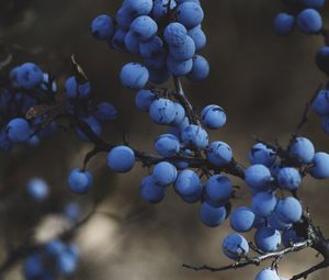 Preview wallpaper blackthorn, berries, branches, macro