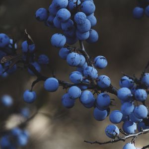 Preview wallpaper blackthorn, berries, branches, macro