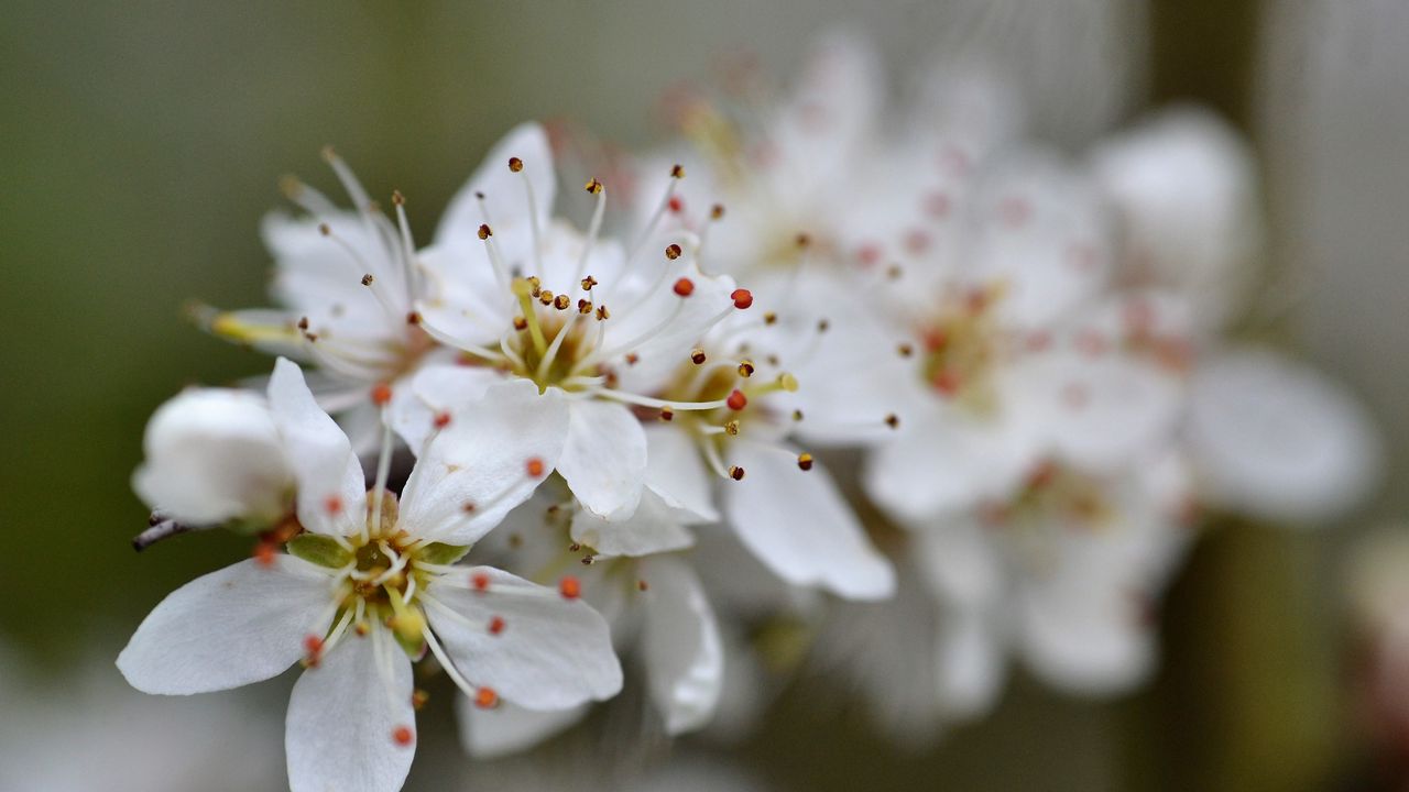 Wallpaper blackthorn, flowers, petals, white, macro, blur