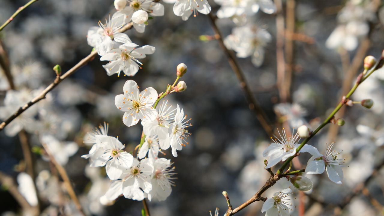 Wallpaper blackthorn, flowers, petals, spring, blur