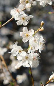 Preview wallpaper blackthorn, flowers, petals, spring, blur