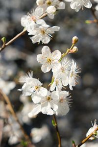 Preview wallpaper blackthorn, flowers, petals, spring, blur