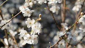 Preview wallpaper blackthorn, flowers, petals, spring, blur