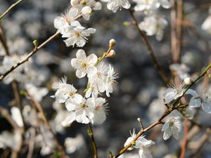 Preview wallpaper blackthorn, flowers, petals, spring, blur