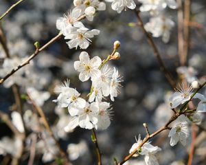 Preview wallpaper blackthorn, flowers, petals, spring, blur