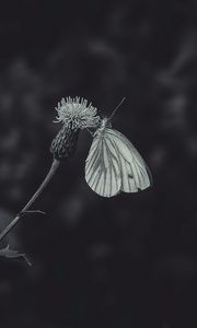 Preview wallpaper black-veined white, butterfly, flower, thistle, macro, black and white
