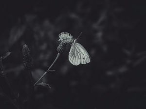 Preview wallpaper black-veined white, butterfly, flower, thistle, macro, black and white