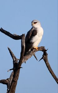 Preview wallpaper black-winged kite, kite, bird, branch, sky