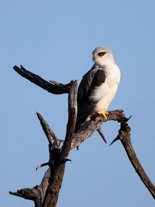 Preview wallpaper black-winged kite, kite, bird, branch, sky