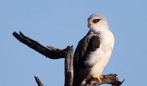 Preview wallpaper black-winged kite, kite, bird, branch, sky