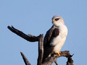 Preview wallpaper black-winged kite, kite, bird, branch, sky