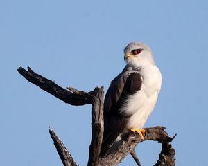 Preview wallpaper black-winged kite, kite, bird, branch, sky