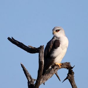 Preview wallpaper black-winged kite, kite, bird, branch, sky