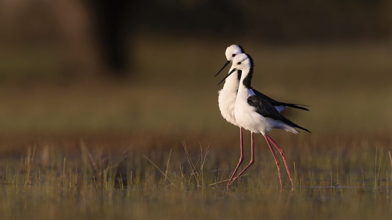 Wallpaper black-winged stilts, birds, wildlife