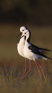 Preview wallpaper black-winged stilts, birds, wildlife