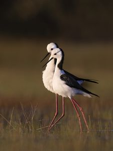 Preview wallpaper black-winged stilts, birds, wildlife