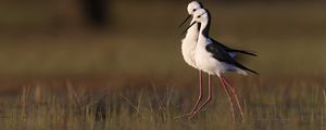 Preview wallpaper black-winged stilts, birds, wildlife