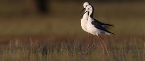 Preview wallpaper black-winged stilts, birds, wildlife