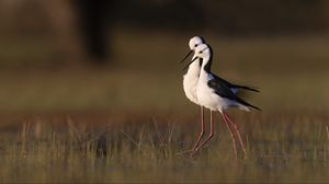 Preview wallpaper black-winged stilts, birds, wildlife