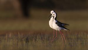 Preview wallpaper black-winged stilts, birds, wildlife