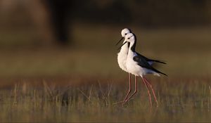 Preview wallpaper black-winged stilts, birds, wildlife