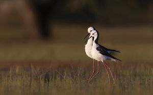 Preview wallpaper black-winged stilts, birds, wildlife