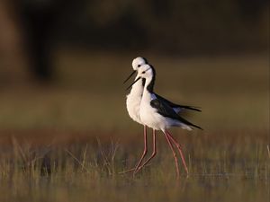 Preview wallpaper black-winged stilts, birds, wildlife